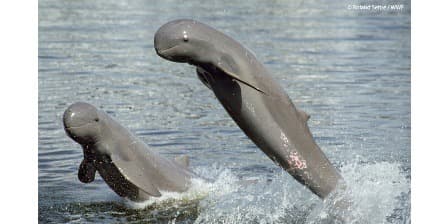 The Irrawaddy Dolphins