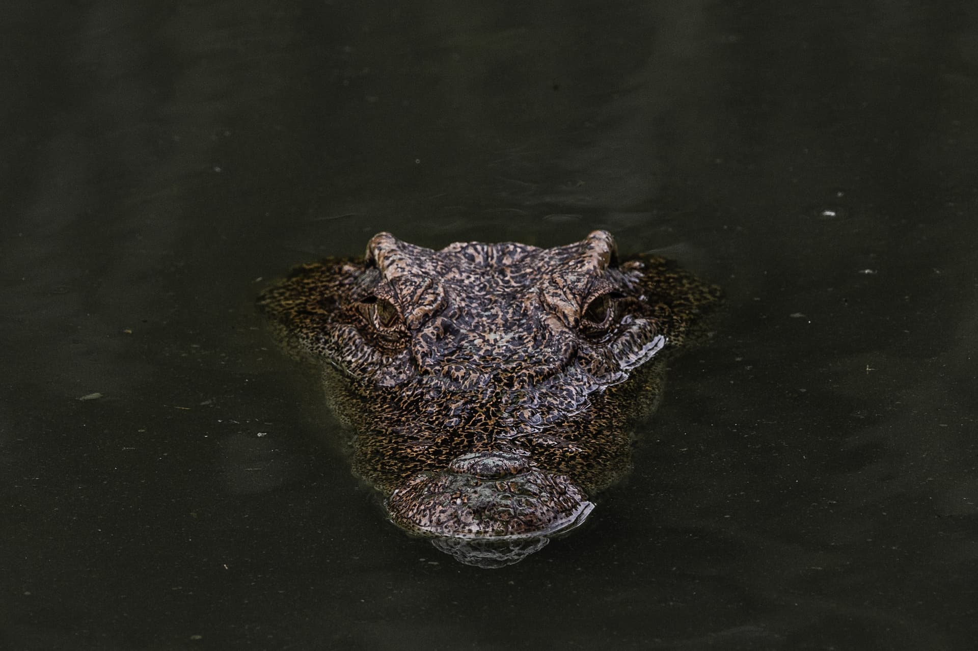 In Search of the Lost Crocodiles