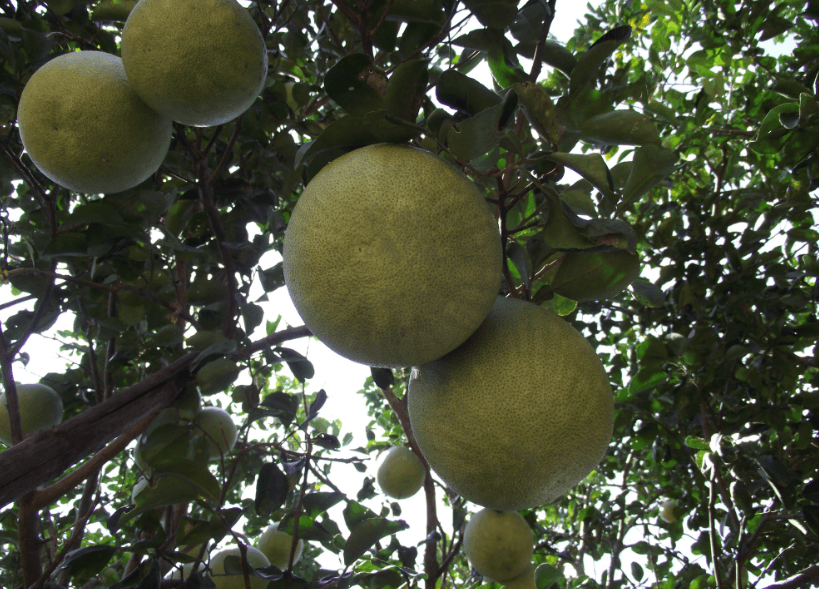 The Famous Grapefruits of Koh Trong Island