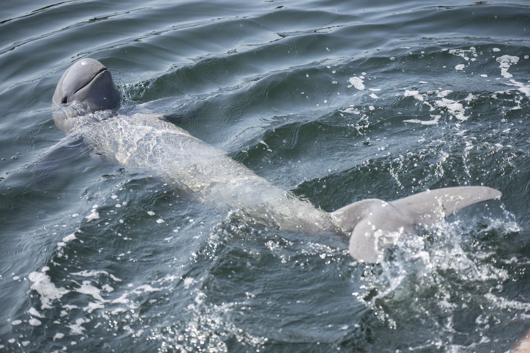 Birth of the Mekong's first dolphin calf of the year