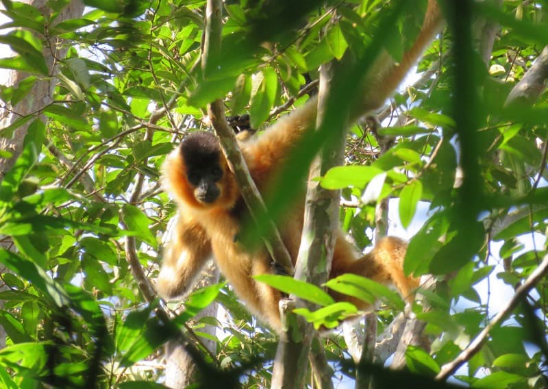 Gibbon Spotting