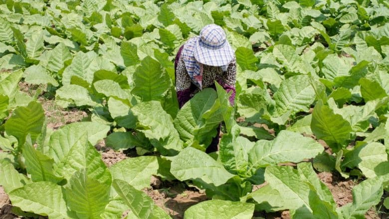 Tobacco Fields of Kampong Cham