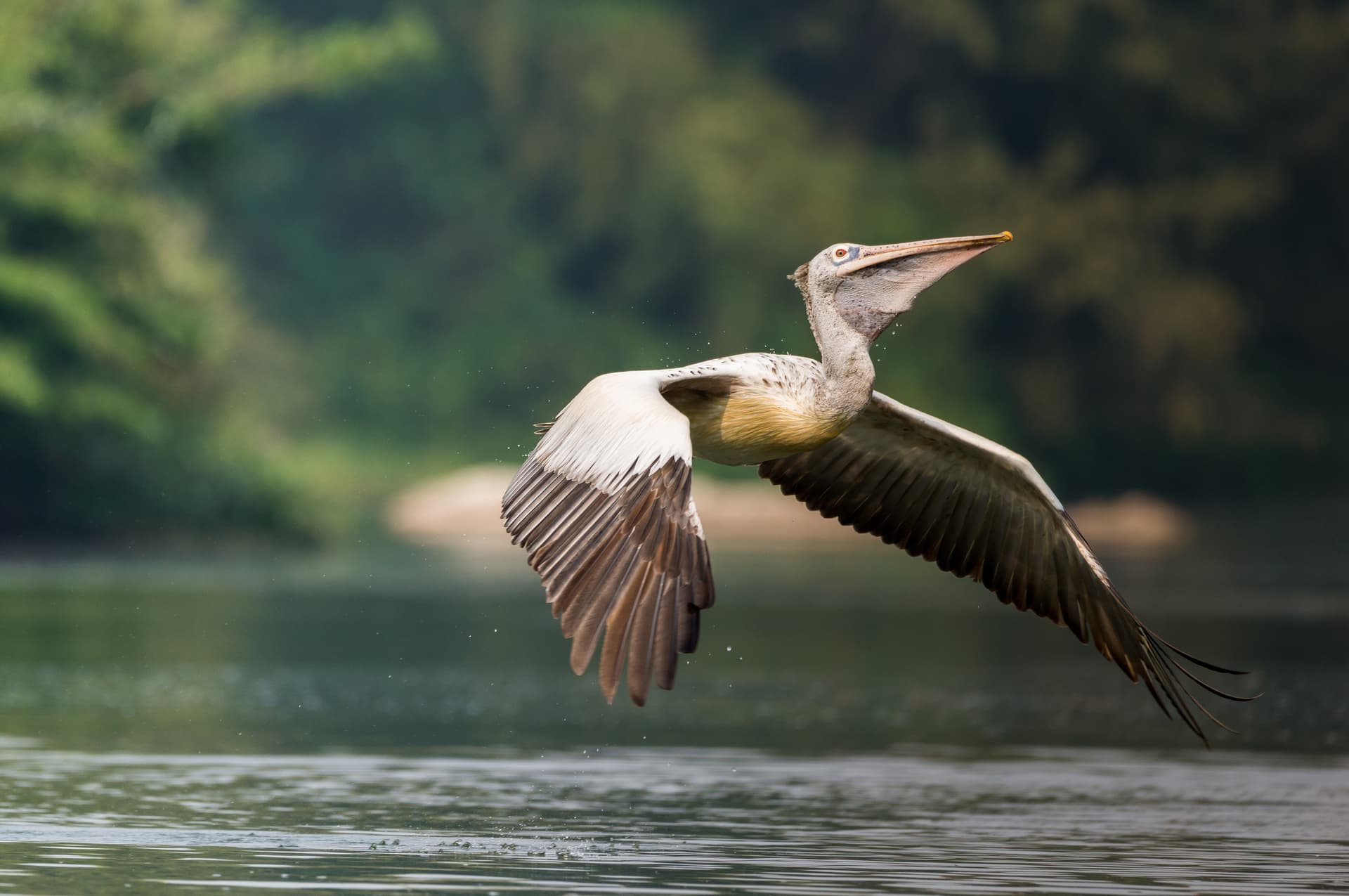 Taking Flight at Boeng Peariang