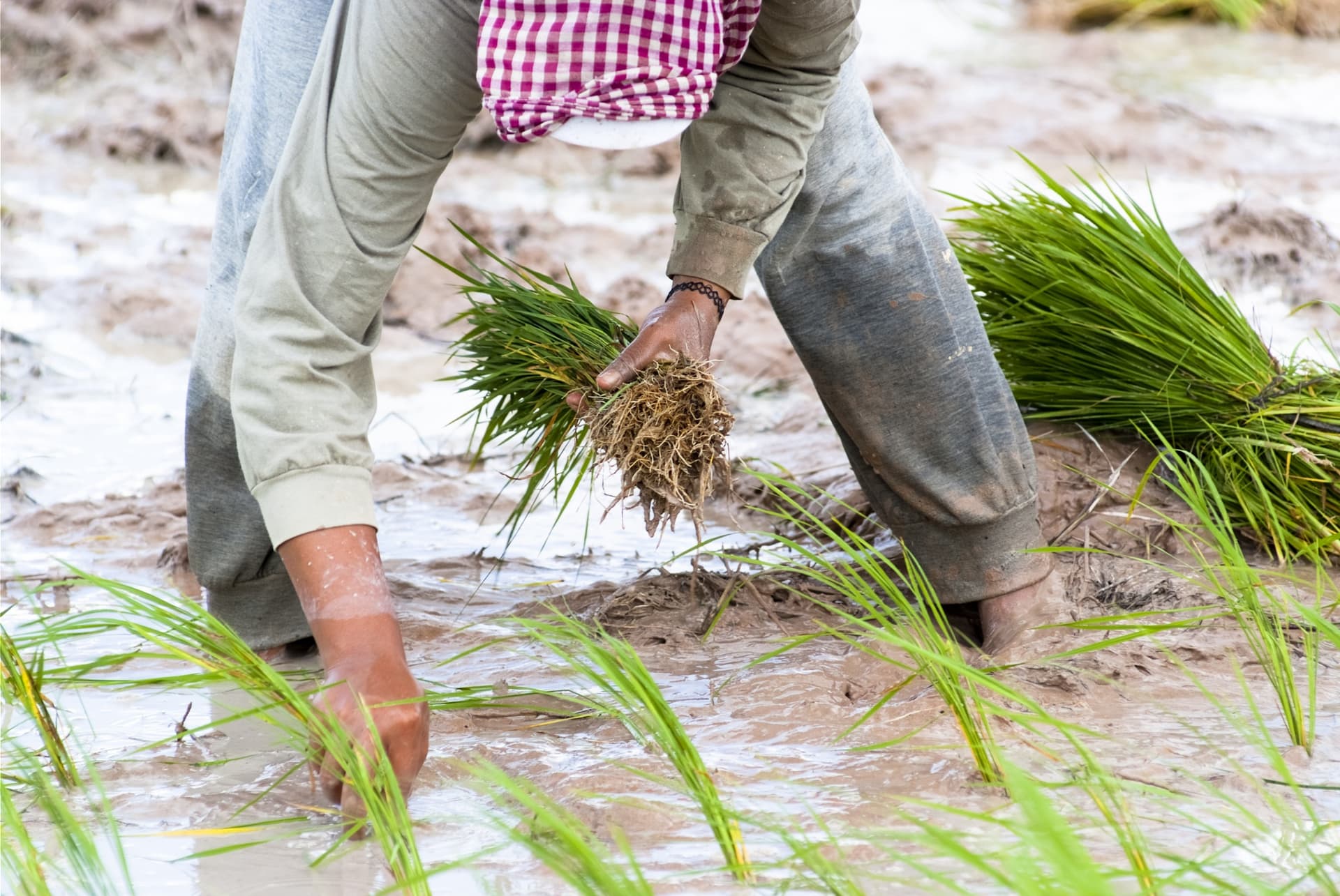6% Rise in Cambodian Milled Rice Exports
