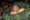 Miraculous rediscovery of a critically endangered species in Cambodia